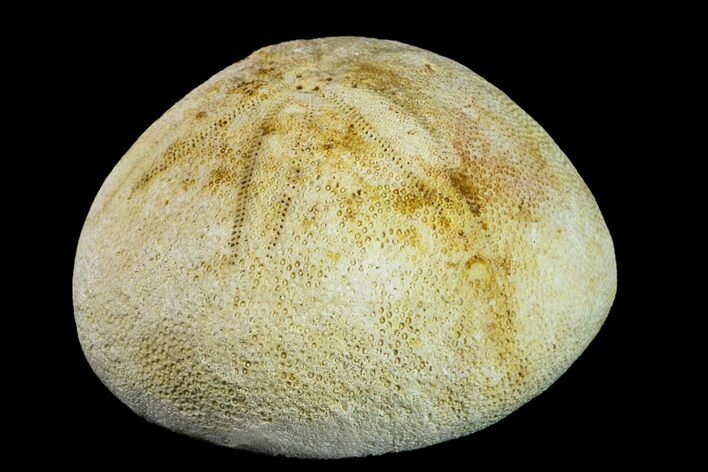 Eocene Sea Biscuit (Echinolampas) Fossil - North Carolina #156322
